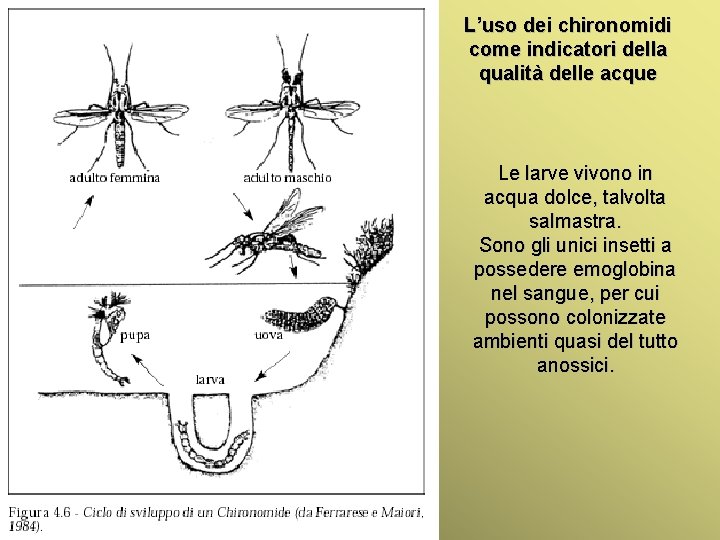 L’uso dei chironomidi come indicatori della qualità delle acque Le larve vivono in acqua