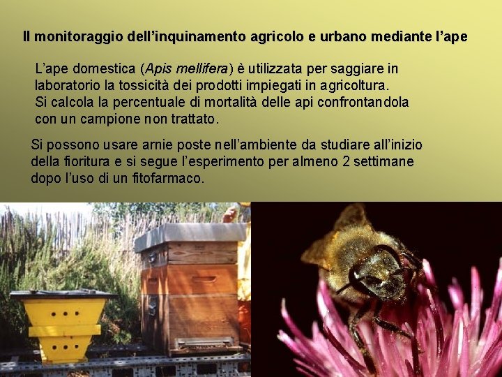 Il monitoraggio dell’inquinamento agricolo e urbano mediante l’ape L’ape domestica (Apis mellifera) è utilizzata