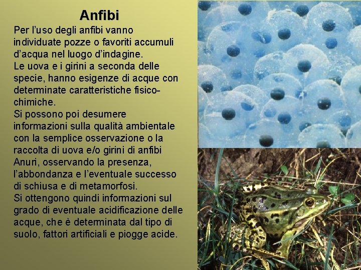 Anfibi Per l’uso degli anfibi vanno individuate pozze o favoriti accumuli d’acqua nel luogo