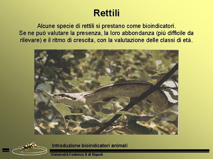 Rettili Alcune specie di rettili si prestano come bioindicatori. Se ne può valutare la