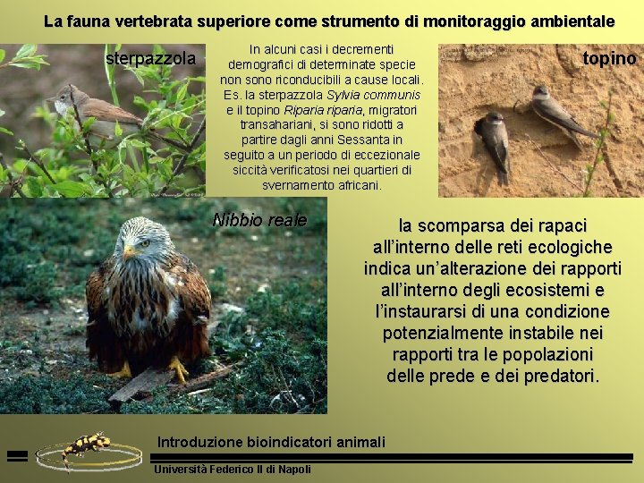 La fauna vertebrata superiore come strumento di monitoraggio ambientale sterpazzola In alcuni casi i