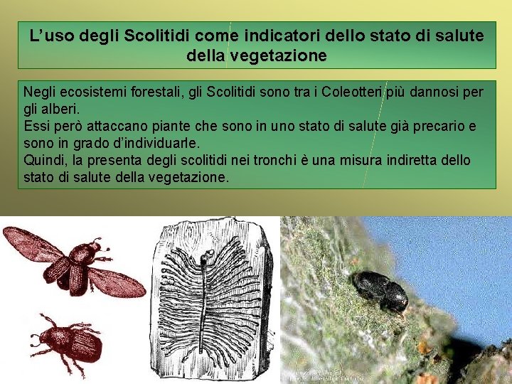 L’uso degli Scolitidi come indicatori dello stato di salute della vegetazione Negli ecosistemi forestali,