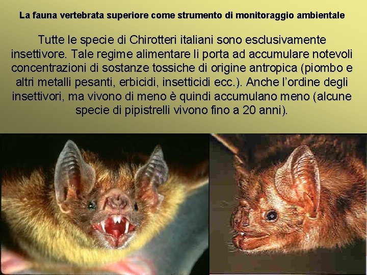 La fauna vertebrata superiore come strumento di monitoraggio ambientale Tutte le specie di Chirotteri