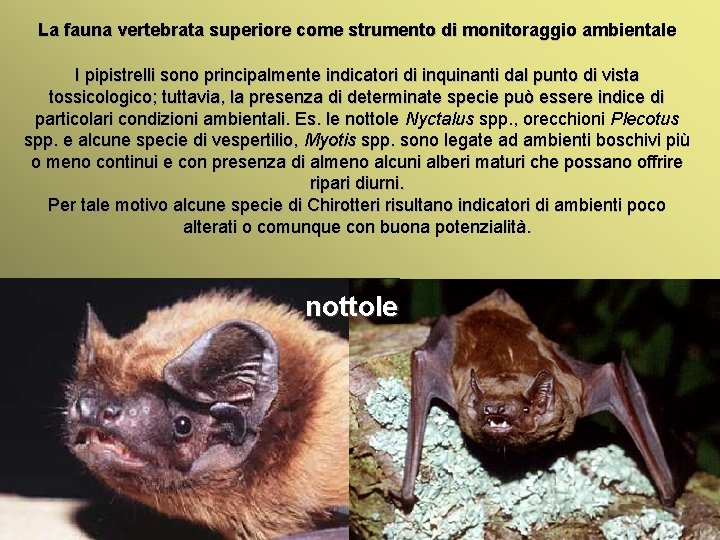 La fauna vertebrata superiore come strumento di monitoraggio ambientale I pipistrelli sono principalmente indicatori