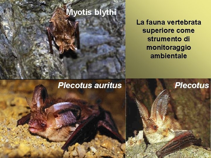 Myotis blythi La fauna vertebrata superiore come strumento di monitoraggio ambientale Plecotus auritus Introduzione