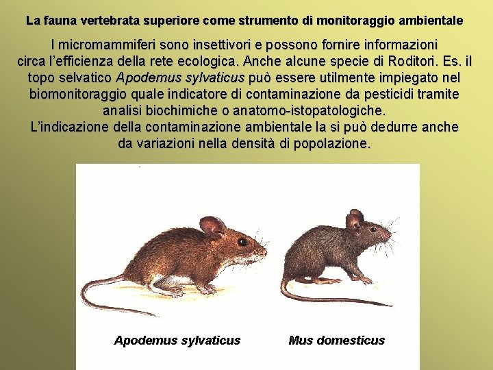 La fauna vertebrata superiore come strumento di monitoraggio ambientale I micromammiferi sono insettivori e