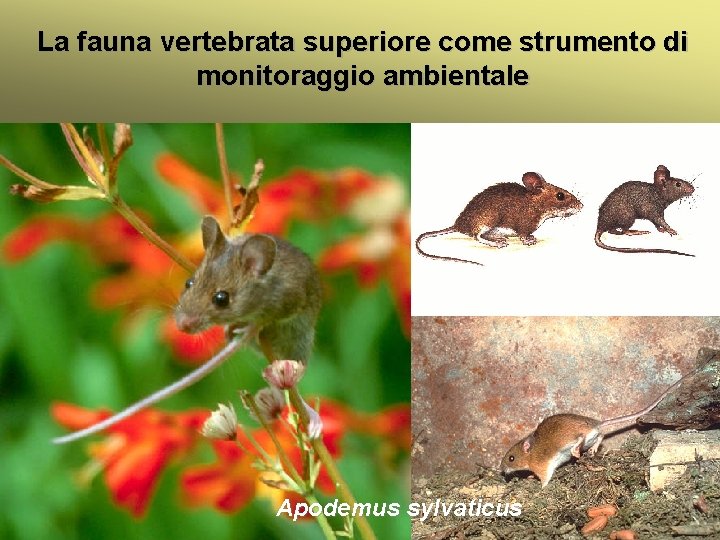 La fauna vertebrata superiore come strumento di monitoraggio ambientale Introduzione bioindicatori animali Apodemus sylvaticus
