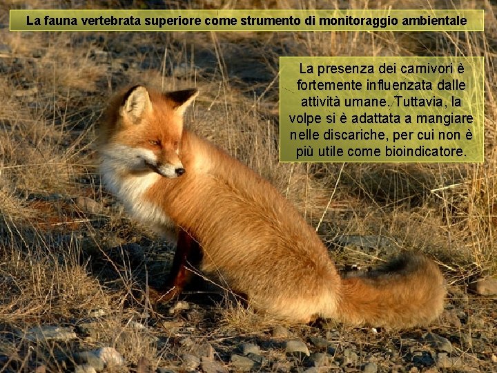 La fauna vertebrata superiore come strumento di monitoraggio ambientale La presenza dei carnivori è