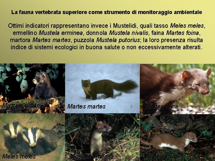 La fauna vertebrata superiore come strumento di monitoraggio ambientale Ottimi indicatori rappresentano invece i