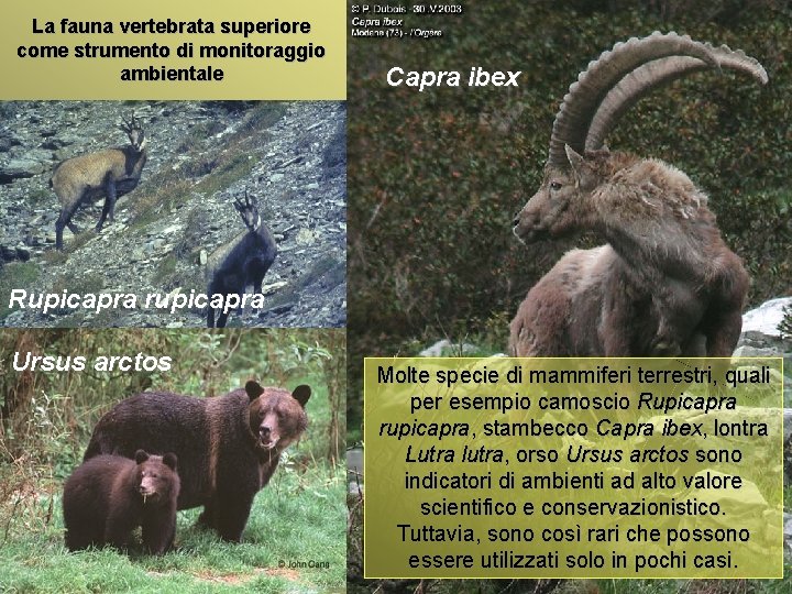 La fauna vertebrata superiore come strumento di monitoraggio ambientale Capra ibex Rupicapra rupicapra Ursus