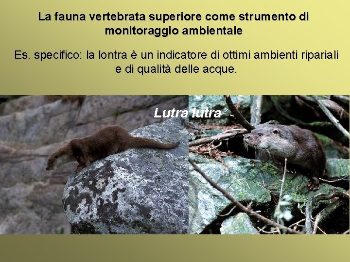 La fauna vertebrata superiore come strumento di monitoraggio ambientale Es. specifico: la lontra è