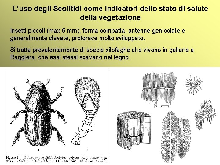 L’uso degli Scolitidi come indicatori dello stato di salute della vegetazione Insetti piccoli (max