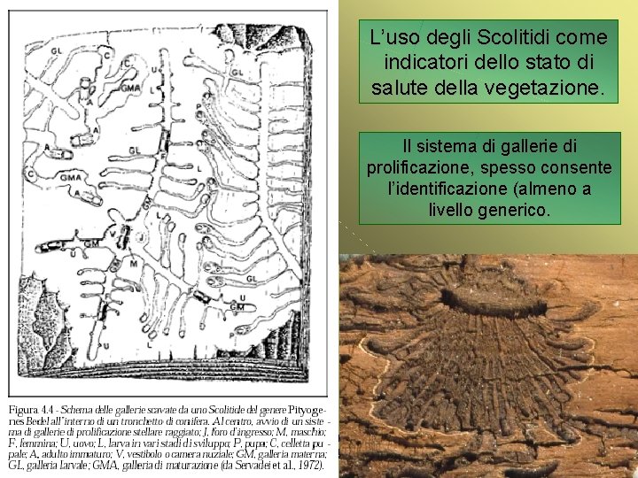 L’uso degli Scolitidi come indicatori dello stato di salute della vegetazione. Il sistema di