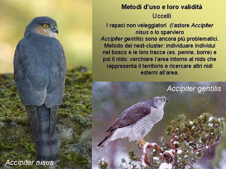 Metodi d’uso e loro validità Uccelli I rapaci non veleggiatori (l’astore Accipiter nisus o