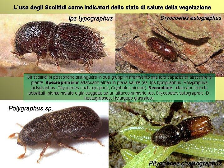 L’uso degli Scolitidi come indicatori dello stato di salute della vegetazione Ips typographus Dryocoetes