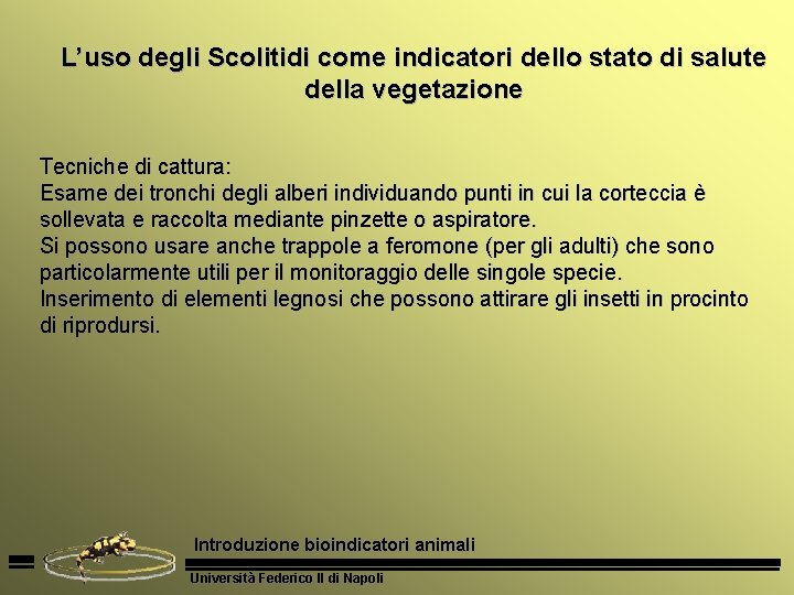 L’uso degli Scolitidi come indicatori dello stato di salute della vegetazione Tecniche di cattura: