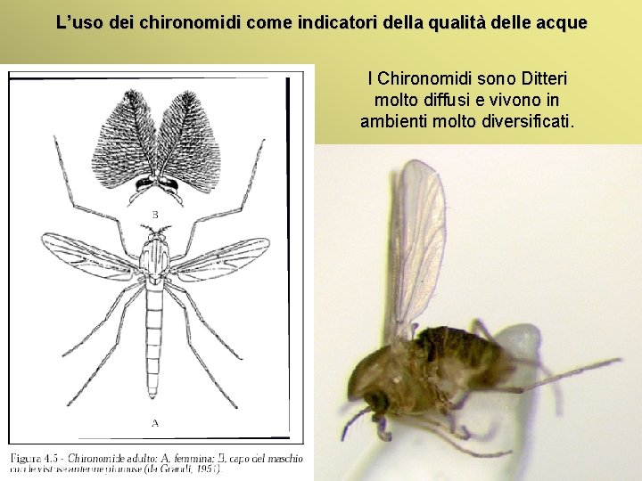 L’uso dei chironomidi come indicatori della qualità delle acque I Chironomidi sono Ditteri molto