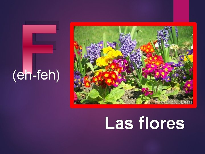 F (eh-feh) Las flores 