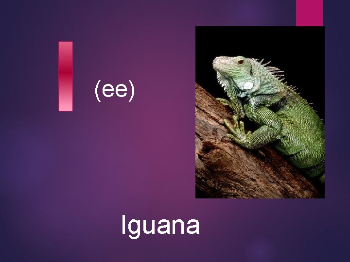 (ee) Iguana 