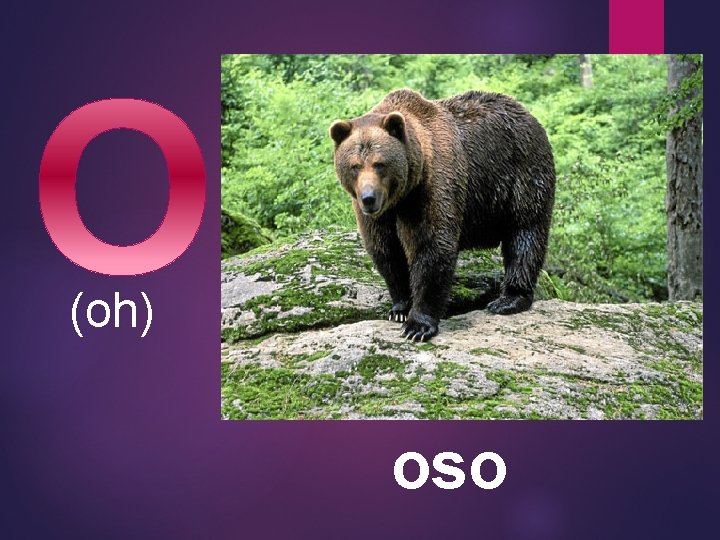 (oh) oso 