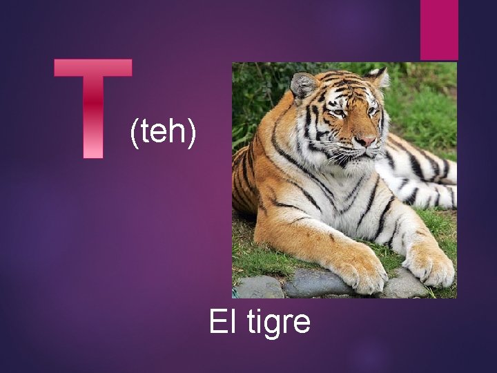 (teh) El tigre 