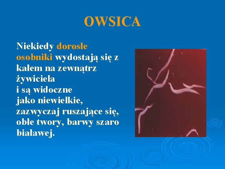 OWSICA Niekiedy dorosłe osobniki wydostają się z kałem na zewnątrz żywiciela i są widoczne