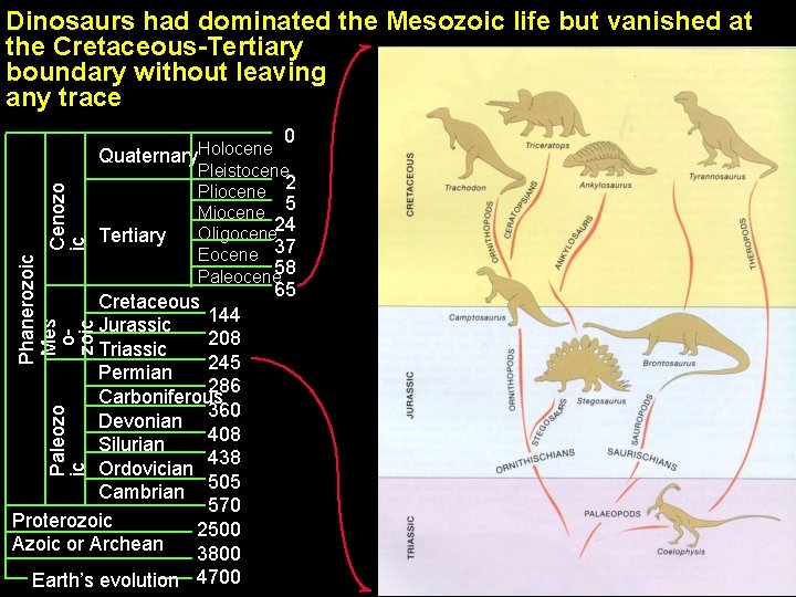 Dinosaurs had dominated the Mesozoic life but vanished at the Cretaceous-Tertiary boundary without leaving