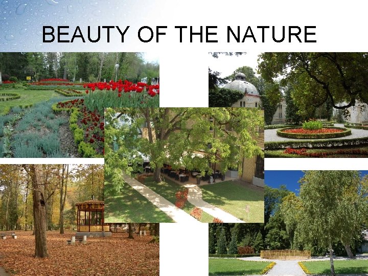 BEAUTY OF THE NATURE 