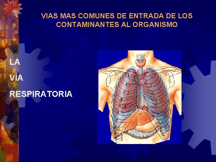 VIAS MAS COMUNES DE ENTRADA DE LOS CONTAMINANTES AL ORGANISMO LA VÍA RESPIRATORIA 