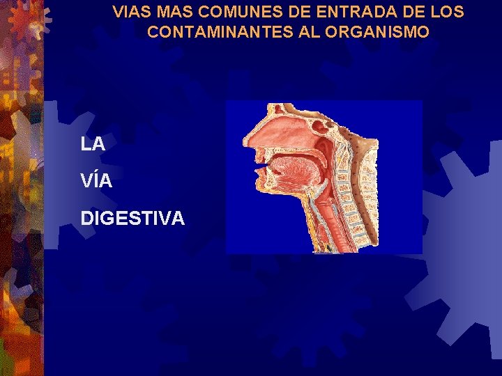 VIAS MAS COMUNES DE ENTRADA DE LOS CONTAMINANTES AL ORGANISMO LA VÍA DIGESTIVA 