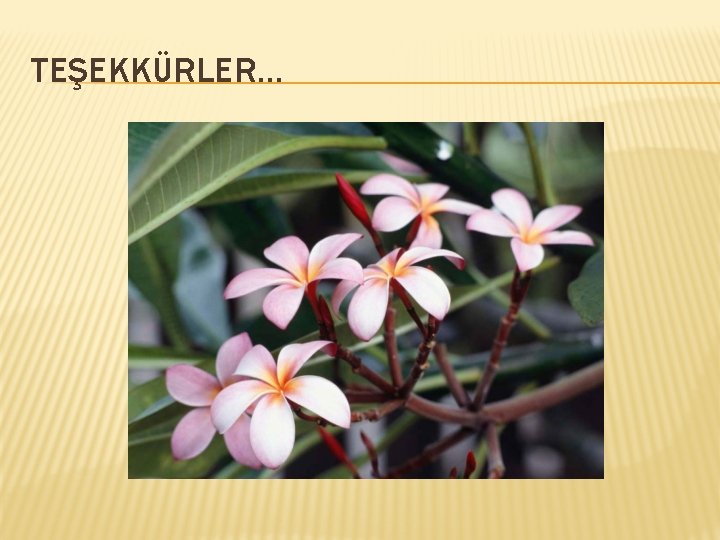 TEŞEKKÜRLER… 
