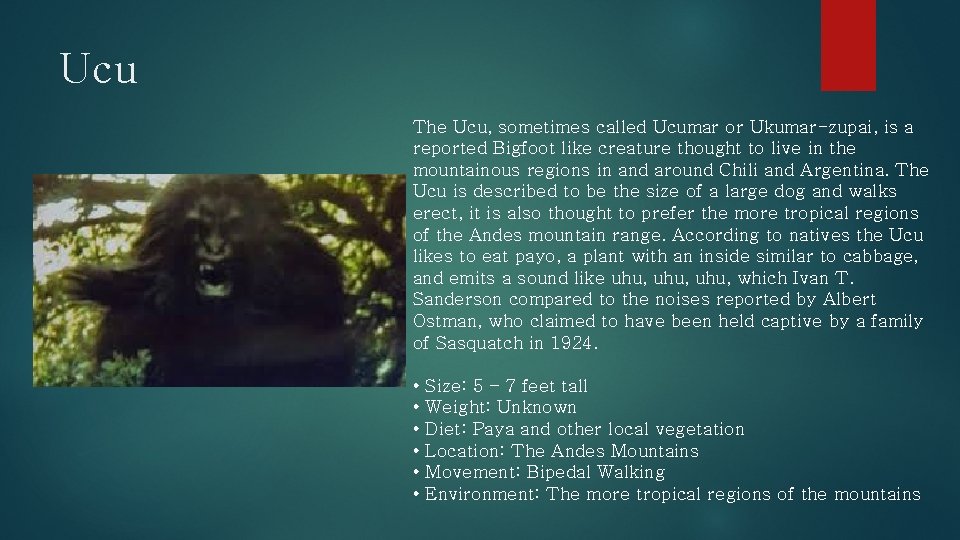 Ucu The Ucu, sometimes called Ucumar or Ukumar-zupai, is a reported Bigfoot like creature