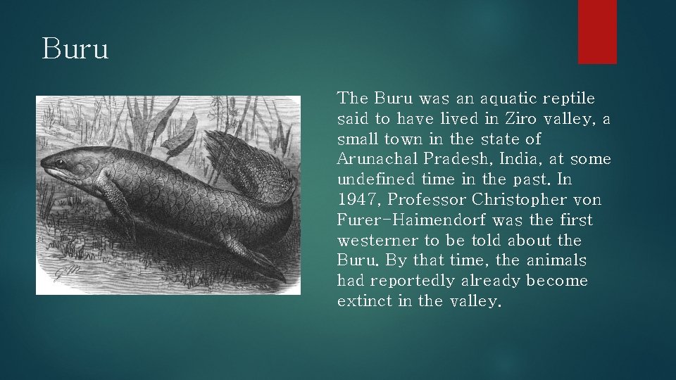 Buru The Buru was an aquatic reptile said to have lived in Ziro valley,