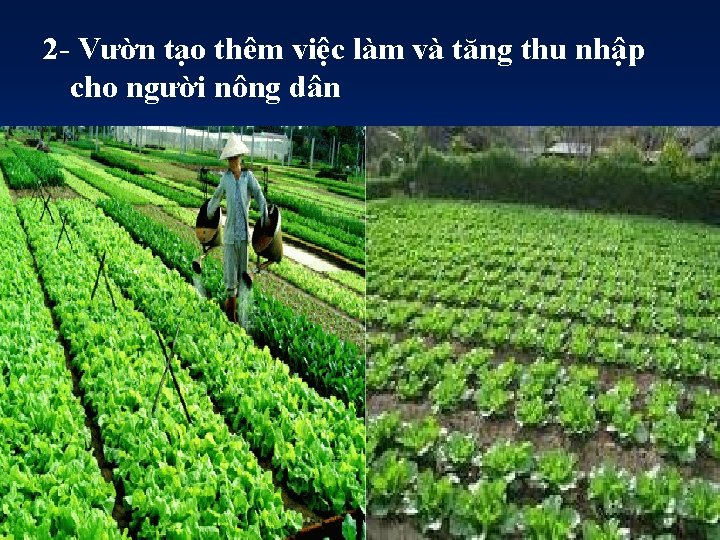 2 - Vườn tạo thêm việc làm và tăng thu nhập cho người nông