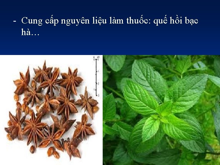 - Cung cấp nguyên liệu làm thuốc: quế hồi bạc hà… 