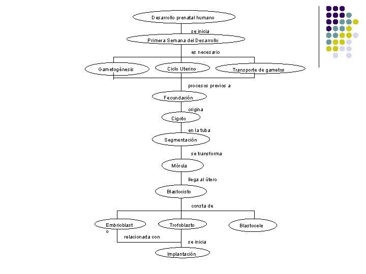Desarrollo prenatal humano se inicia Primera Semana del Desarrollo es necesario Gametogénesis Ciclo Uterino