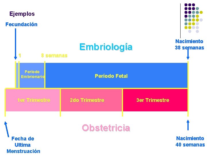 Ejemplos Fecundación Nacimiento 38 semanas Embriología 1 8 semanas Período Embrionario 1 er Trimestre