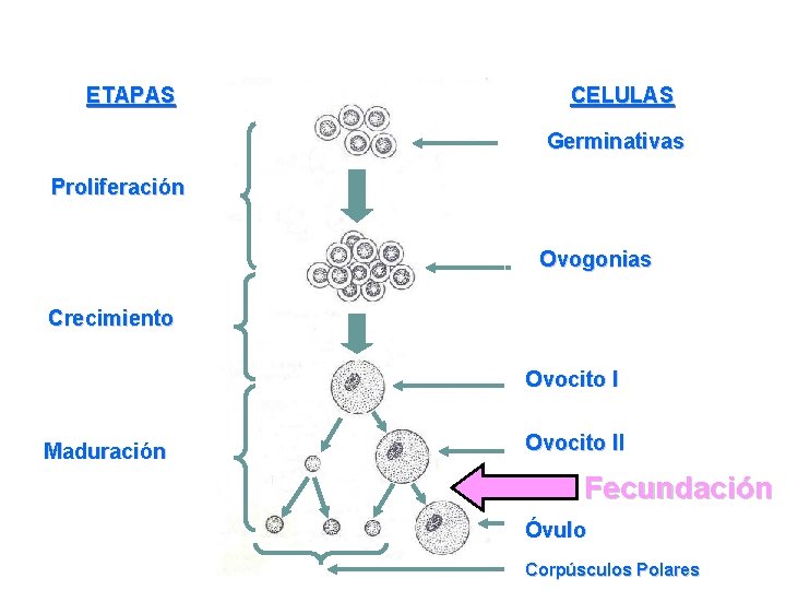 ETAPAS CELULAS Germinativas Proliferación Ovogonias Crecimiento Ovocito I Maduración Ovocito II Fecundación Óvulo Corpúsculos