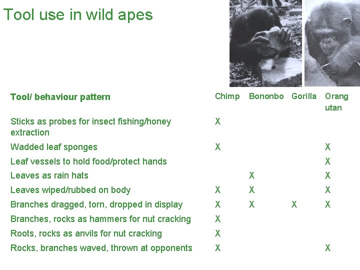 Tool use in wild apes Tool/ behaviour pattern Chimp Sticks as probes for insect