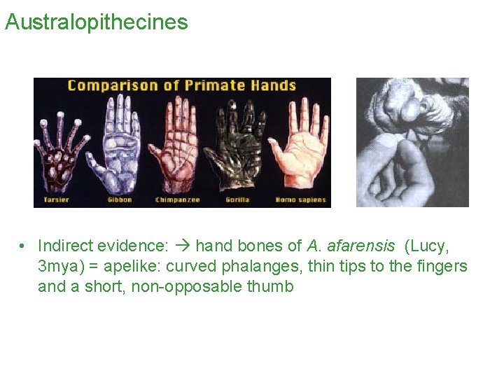 Australopithecines • Indirect evidence: hand bones of A. afarensis (Lucy, 3 mya) = apelike: