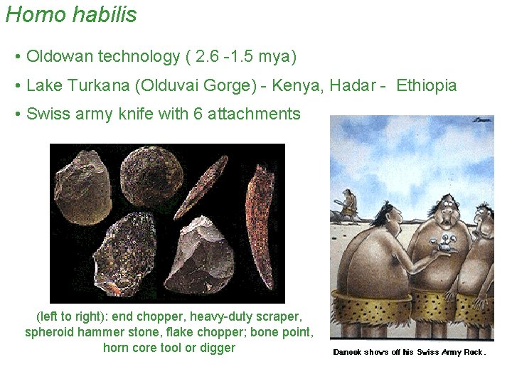 Homo habilis • Oldowan technology ( 2. 6 -1. 5 mya) • Lake Turkana