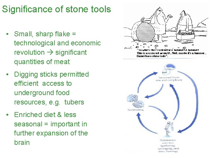 Significance of stone tools • Small, sharp flake = technological and economic revolution significant