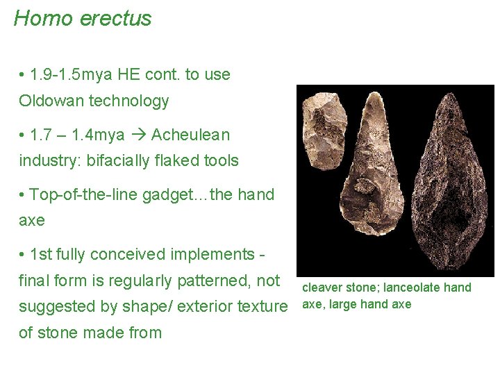 Homo erectus • 1. 9 -1. 5 mya HE cont. to use Oldowan technology