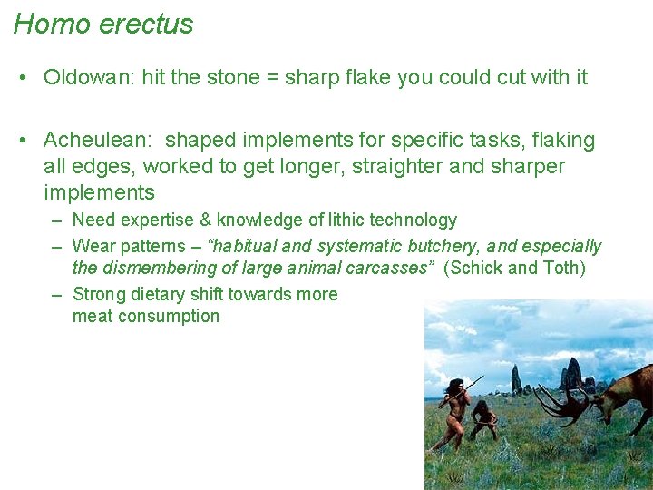Homo erectus • Oldowan: hit the stone = sharp flake you could cut with