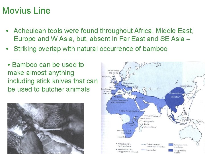 Movius Line • Acheulean tools were found throughout Africa, Middle East, Europe and W