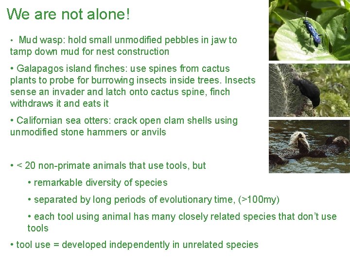 We are not alone! • Mud wasp: hold small unmodified pebbles in jaw to