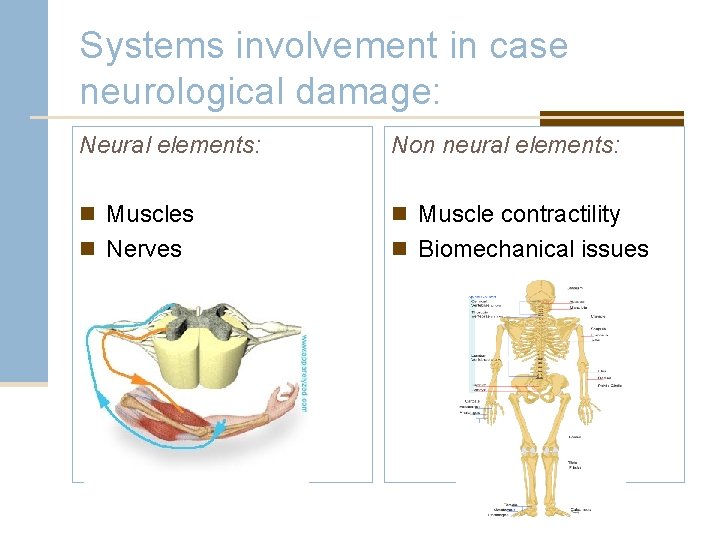 Systems involvement in case neurological damage: Neural elements: Non neural elements: n Muscles n