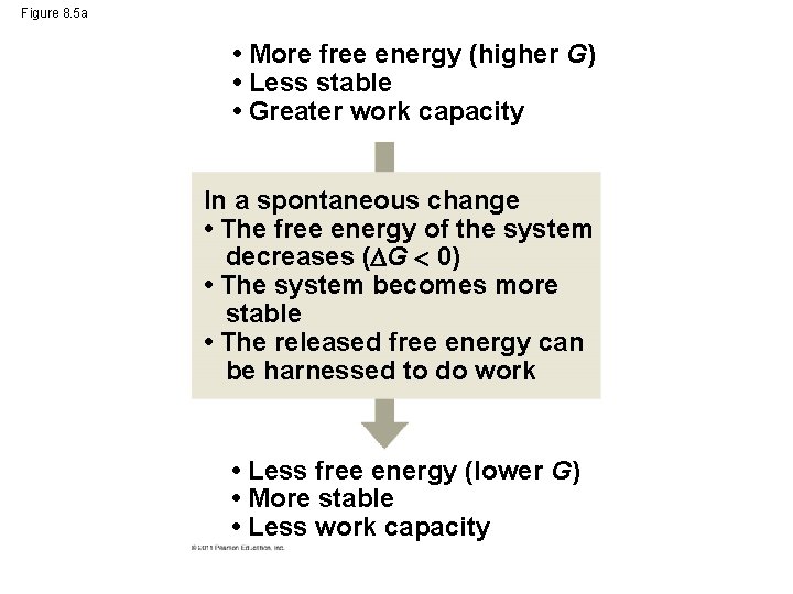 Figure 8. 5 a • More free energy (higher G) • Less stable •