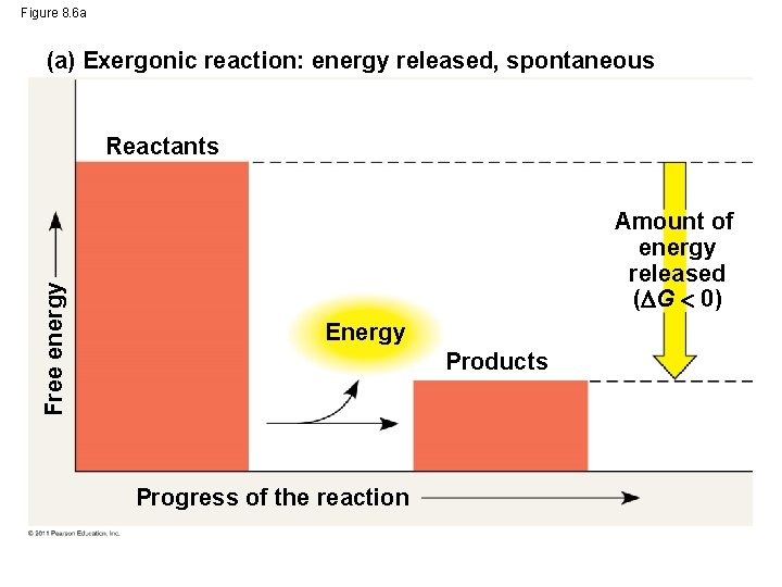 Figure 8. 6 a (a) Exergonic reaction: energy released, spontaneous Free energy Reactants Amount