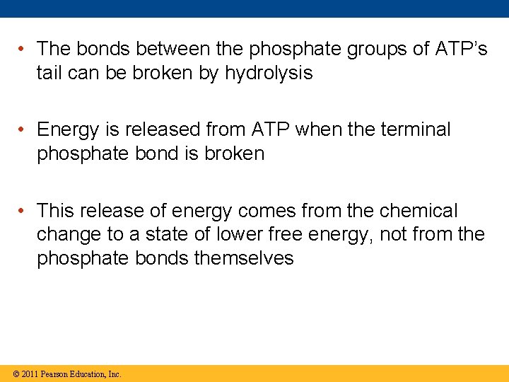  • The bonds between the phosphate groups of ATP’s tail can be broken